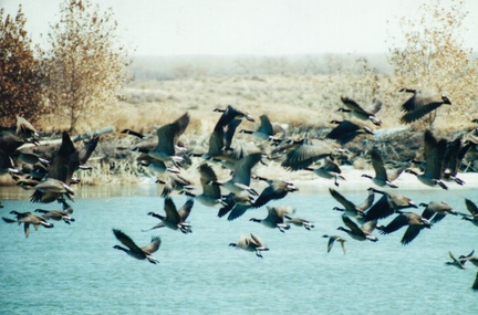 FlyingGeeseLake