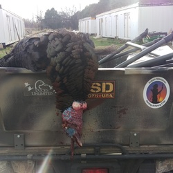Turkey-Hunting