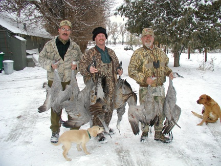 sandhillcranes-6-